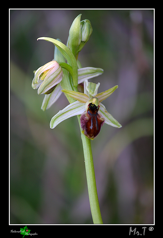 Ophrys exaltata